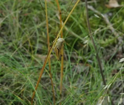 Réf. 211 454 : Pseudochorthippus parallelus parallelus